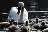 惟一的天鹅自然保护区