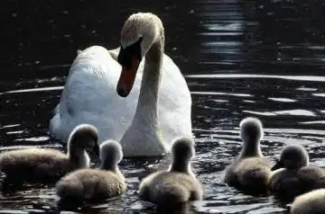 惟一的天鹅自然保护区