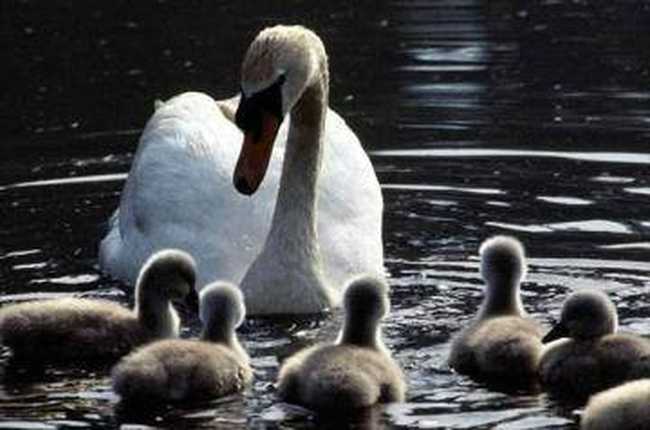 惟一的天鹅自然保护区,图一