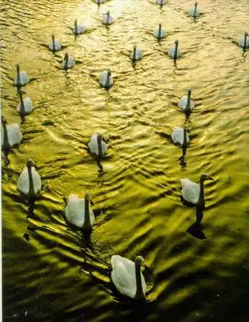 惟一的天鹅自然保护区,图五