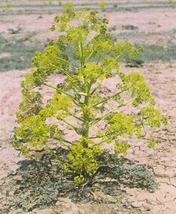 阿魏面积分布最广的省区,图二