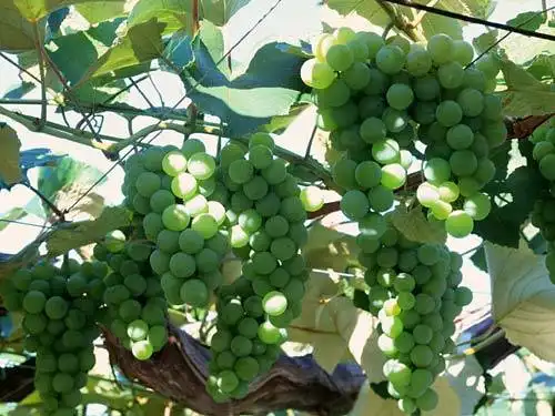 含糖量最高的葡萄