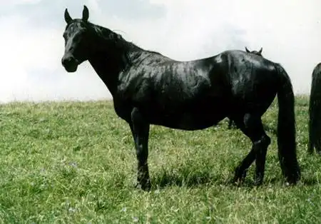 中国乘挽兼用的最良马