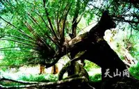 柽柳属植物分布最广的省区