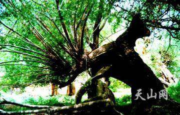 柽柳属植物分布最广的省区,图一