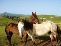 中国乘挽兼用的最良马