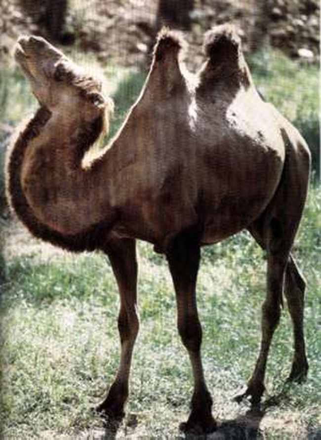 惟一的野骆驼保护区,图三