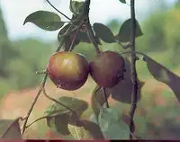 野苹果林面积最大的省区