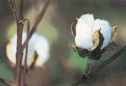 质量最好的长绒棉