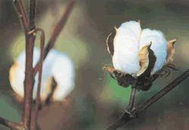 质量最好的长绒棉,图三