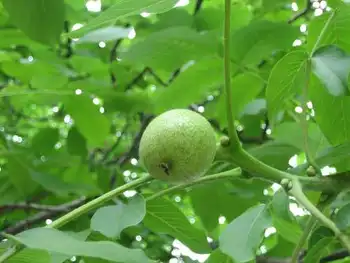 品种最优的核桃,图三