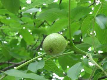 品种最优的核桃,图三