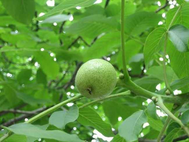 品种最优的核桃,图三