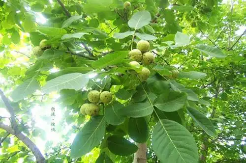 品种最优的核桃