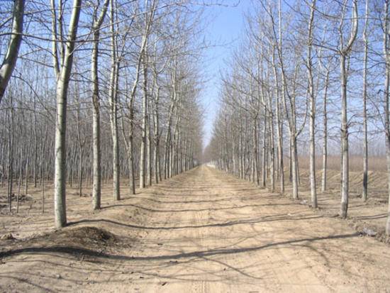 中国惟一发现欧洲黑杨树种的省区,图二