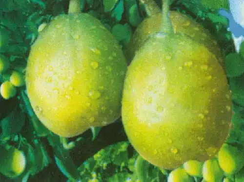 中国面积最大的州