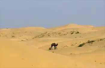 惟一的野骆驼保护区,图一