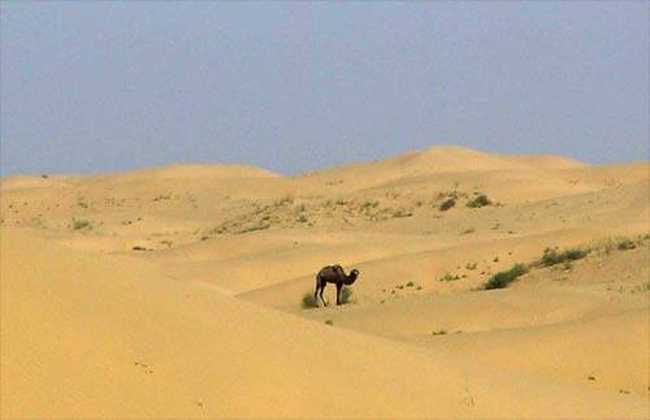惟一的野骆驼保护区,图一