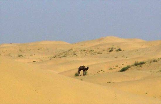 惟一的野骆驼保护区,图一