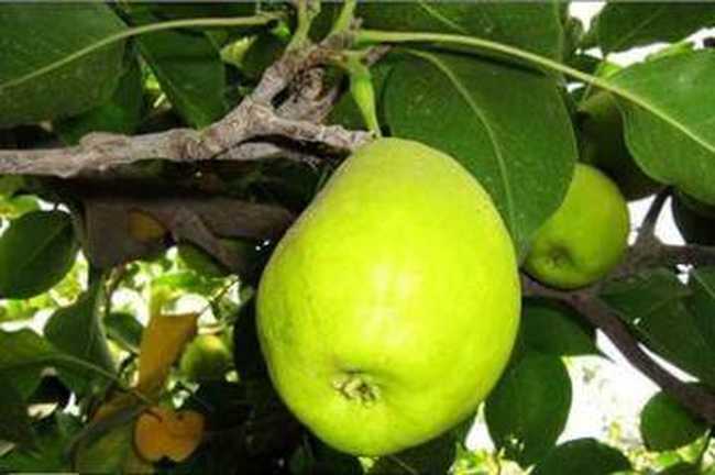 人均占有瓜果最多的省区,图一