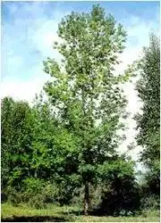 惟一的小叶白蜡树保护区