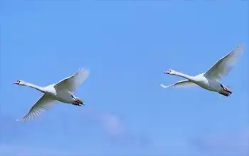 惟一的天鹅自然保护区,图二