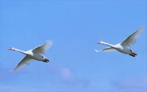 惟一的天鹅自然保护区