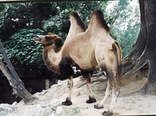 惟一的野骆驼保护区,图二