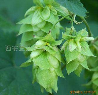 产量质量最佳的啤酒花,图二