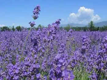 熏衣草产油量最高,图一