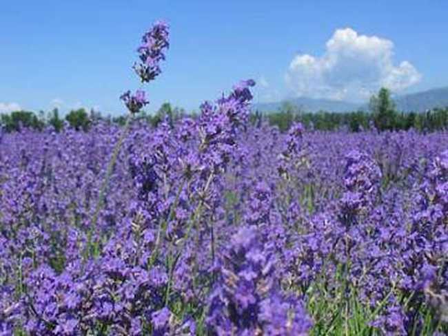 熏衣草产油量最高,图一