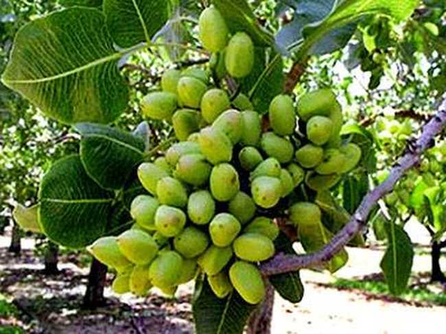 中国唯一种植开心果的地方,图三