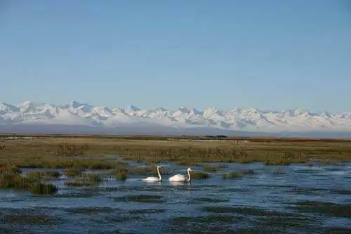 惟一的天鹅自然保护区