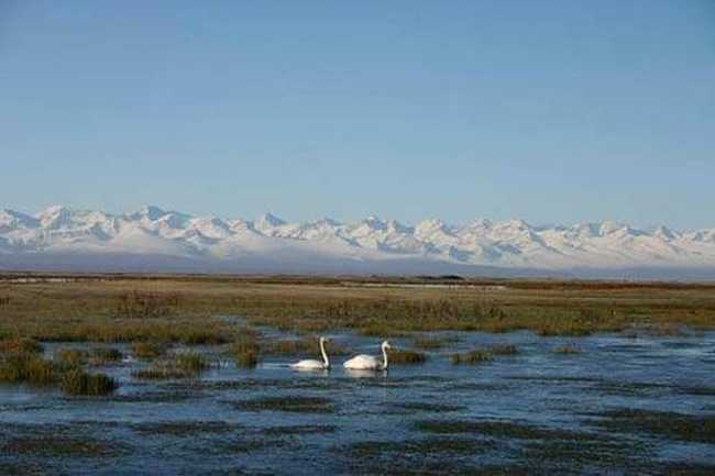 惟一的天鹅自然保护区,图三
