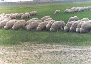 第一个绵羊优良品种