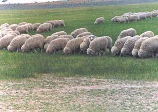 第一个绵羊优良品种,图三