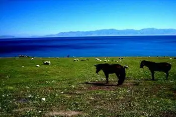 中国乘挽兼用的最良马,图三