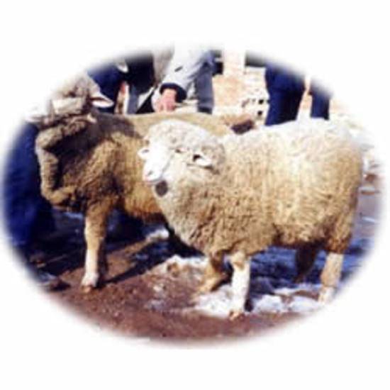 第一个绵羊优良品种,图二