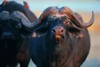 居住最高的动物