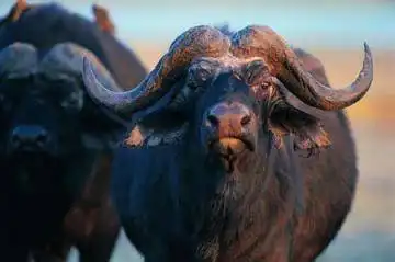 居住最高的动物