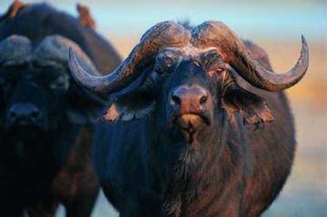 居住最高的动物,图一