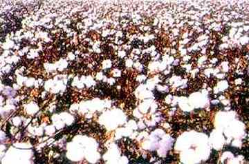 棉花产量最高的省区,图三