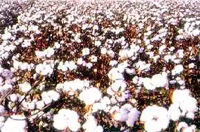 棉花产量最高的省区