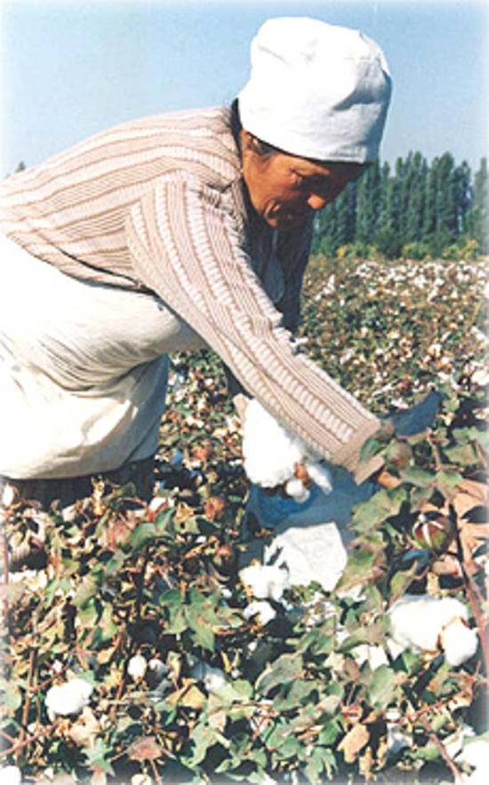 棉花产量最高的省区,图二