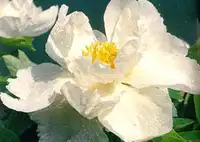 中国雪莲面积最大的省区