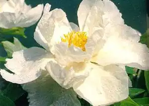 中国雪莲面积最大的省区