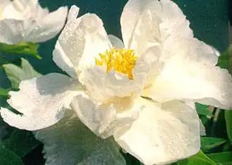 中国雪莲面积最大的省区