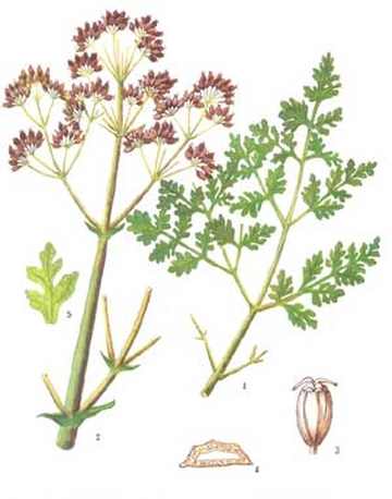 阿魏面积分布最广的省区,图一