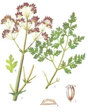 阿魏面积分布最广的省区