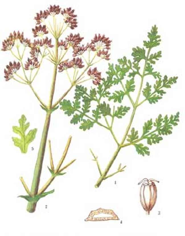 阿魏面积分布最广的省区,图一